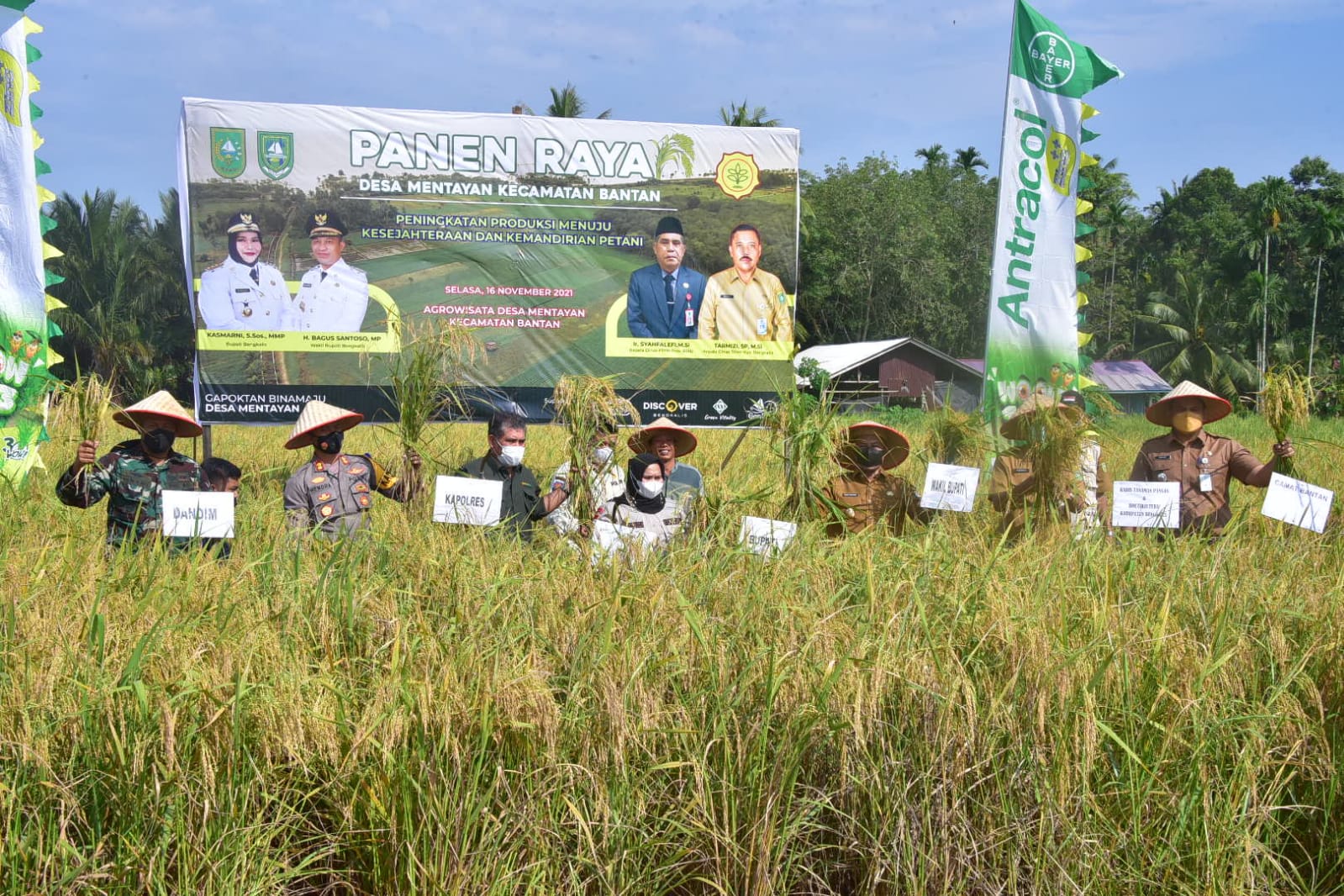 Bupati Bengkalis Panen Padi Bersama Petani Desa Mentayan