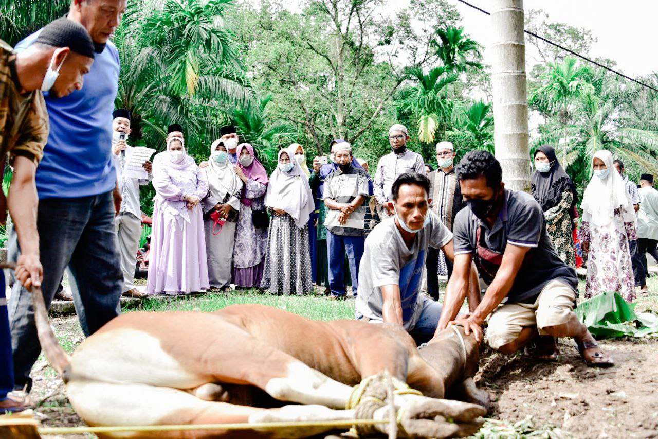 Bupati Kasmarni Qurbankan 1 Ekor Sapi Untuk Masyarakat